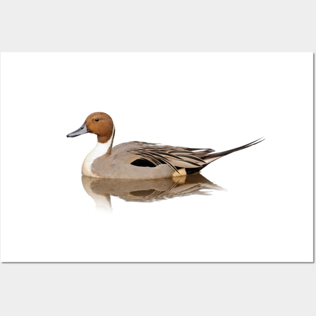 Reflections of a Northern Pintail Duck Wall Art by walkswithnature